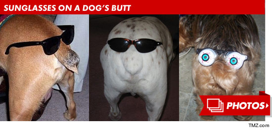 0611_sunglesses_dogs_butt_footer