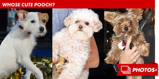 0912_cute_pooch_guess_who_footer