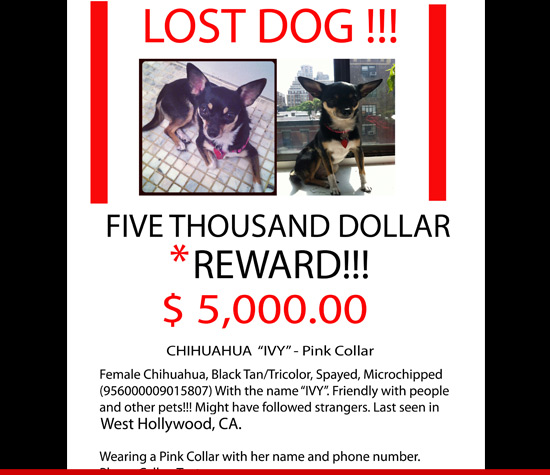 0913_lost_dog_poster