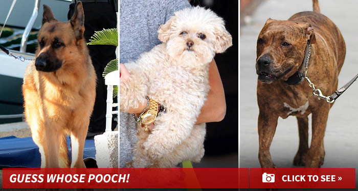1112_guess_whose_pooch_dog_pet_footer