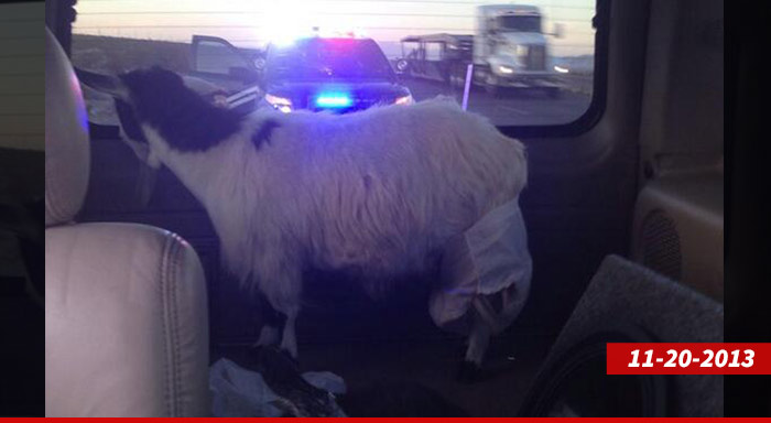 1201_goat_nevember