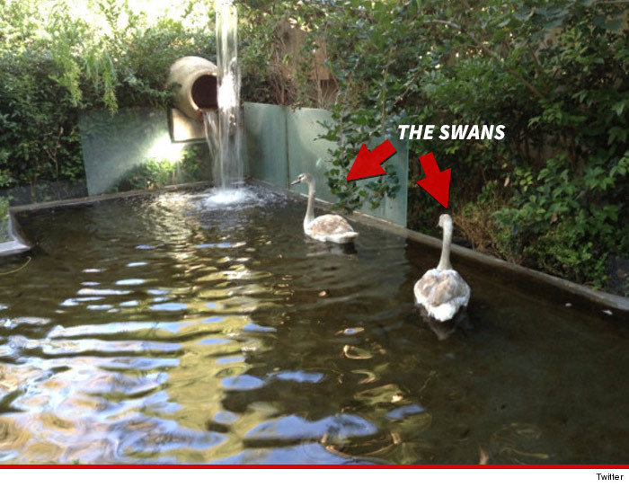 1224_lisa_vanderpump_swans_article_twitter