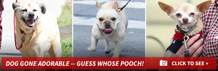 0113_guess_pooch_dog_adorable_footer