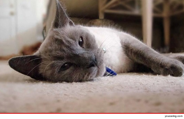 0117_brady_bunch_cat