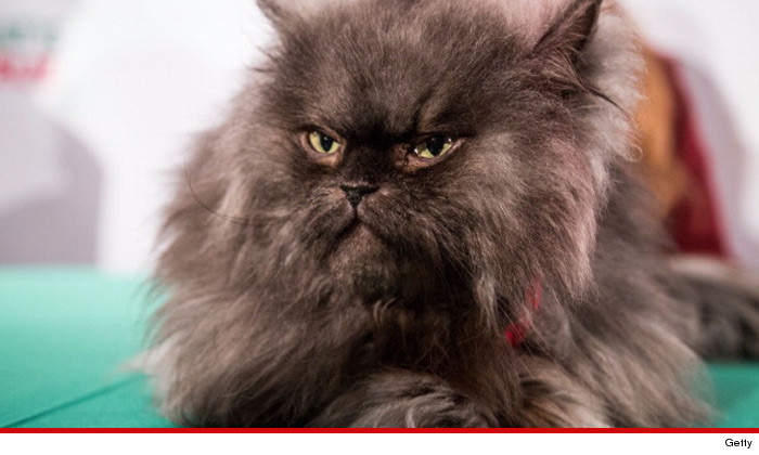 0131-colonel-meow-getty