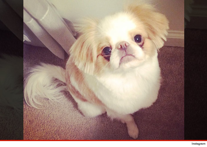 0326-weir-dog-instagram