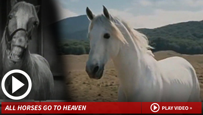 'Lord of the Rings' Horse Shadowfax -- Gandalf's Gonna Need a New Ride 'Lord of the Rings' Horse Shadowfax -- Gandalf's Gonna Need a New Ride