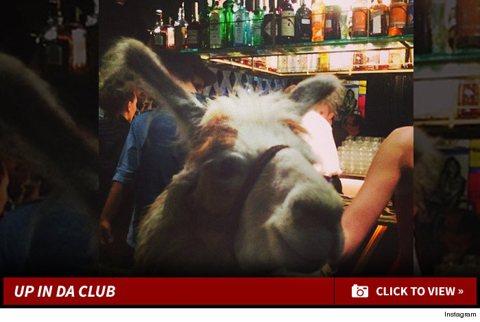 0414-llama-launch