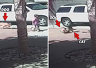 Hero Cat Saves Boy from Dog Attack [VIDEO]