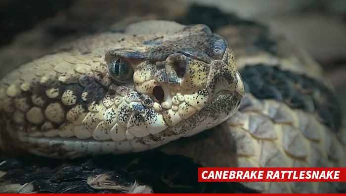 0528-canebrake-rattlesnake-02