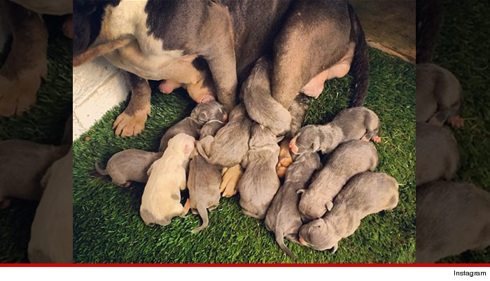 0720-desean-jackson-puppies-instagram-01