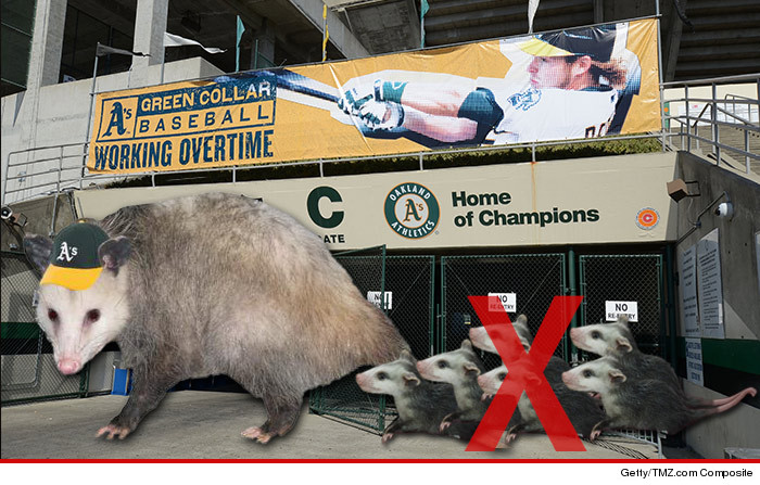 0806_OAKLAND_AS_POSSUM_COMPOSITE
