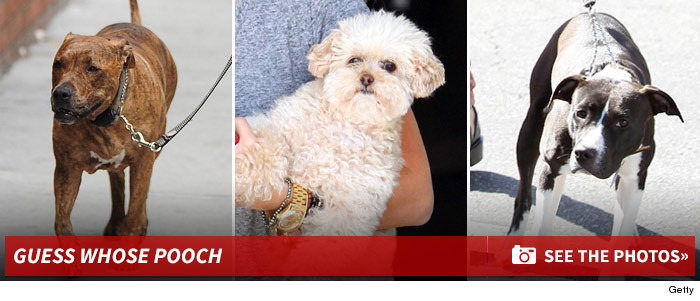 1018_guess_whose_pooch_footer_3.1