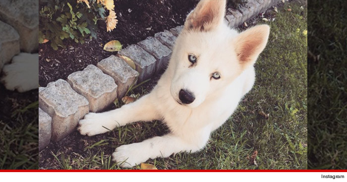 1225-SUB-DOG-karrueche-tran-christmas-INSTAGRAM-01