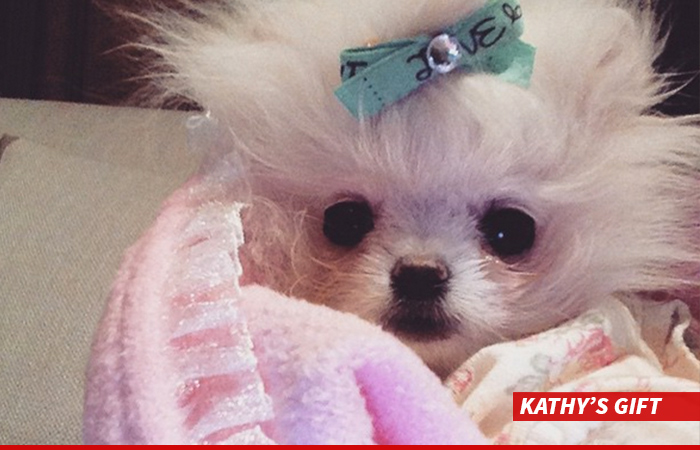 0107-sub-kathys-gift-paris-hilton-puppy-instagram-01