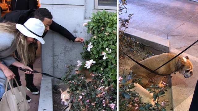 John Legend and Chrissy Teigen -- Our Dogs Are a Little Pee Shy