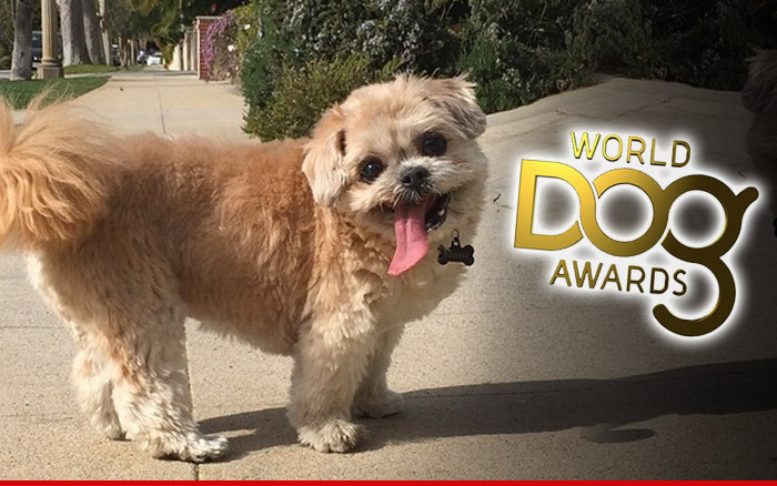 Marnie the Dog REJECTS World Dog Awards Invite ... I'm Too Famous, Bitches!