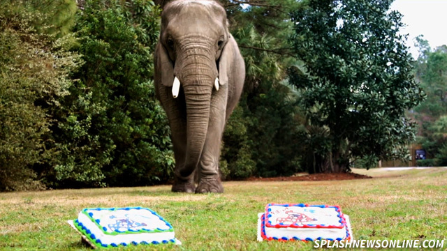 Bubbles The Elephant -- Picks Super Bowl Winner ... Piece-a-Cake!