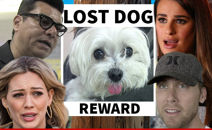 Stolen Beverly Hills Dog -- Hilary Duff & Celeb Posse Scour City