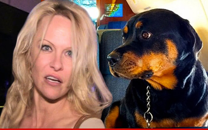 Pamela Anderson -- Ballistic Over Rick Salomon's Annulment Docs ... Dog is Now Missing