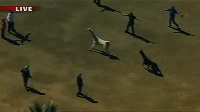 Arizona Llama Chase -- Potential Spit and Run ... On Live TV (VIDEO)