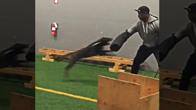 NFL Star Vernon Davis -- Training Attack Dogs!!