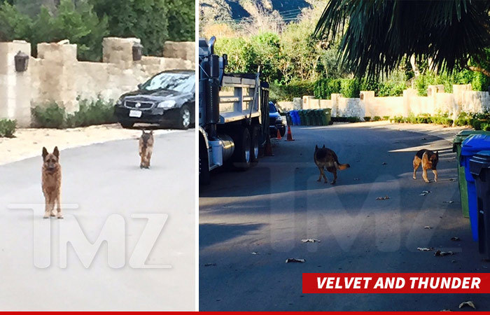 David Charvet's Legal War Over with 'Bachelor' Creator ... But Dogs Still an Issue