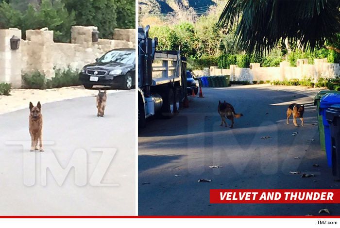 0305-charvet-dogs-tmz-wm-2b