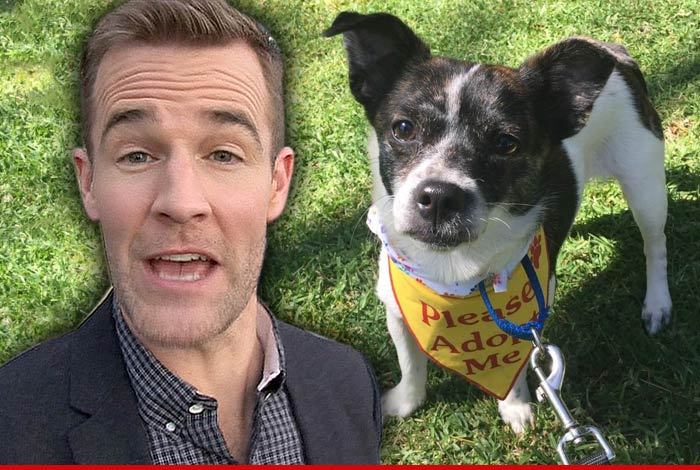 James Van Der Beek -- Wins Bidding War for Rescue Dog