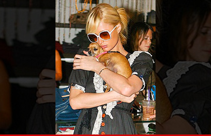 Paris Hilton -- Tinkerbell Dies ... O.G. Purse Doggy Was 72