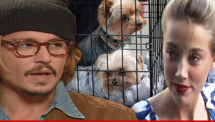 Amber Heard -- Charged With Dog Smuggling in Australia