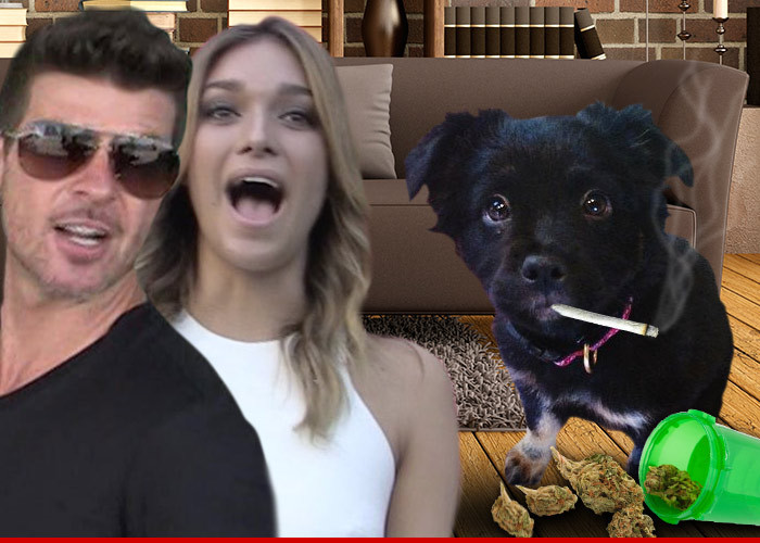 Robin Thicke -- Our Dog Ate Weed ... Now It's One Sick Puppy