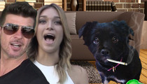 Robin Thicke -- Our Dog Ate Weed ... Now It's One Sick Puppy