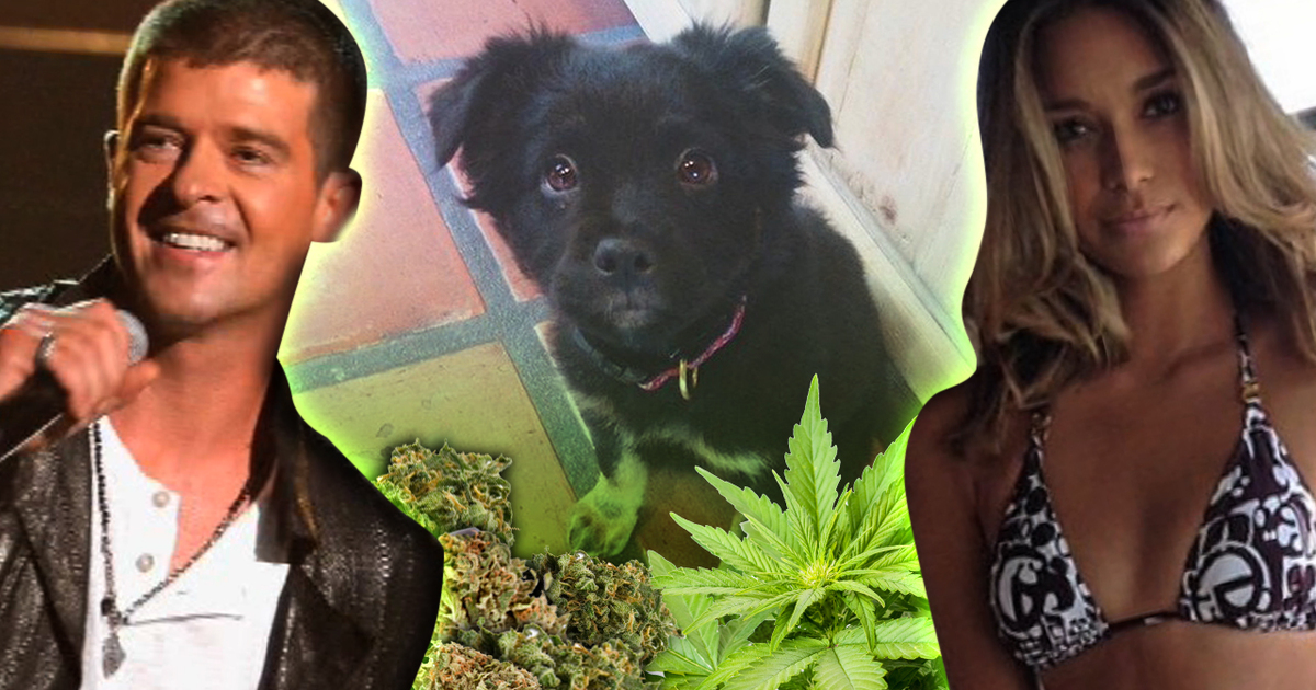 Robin Thicke -- Pot Treats for Puppy ... No Bueno! (TMZ TV)
