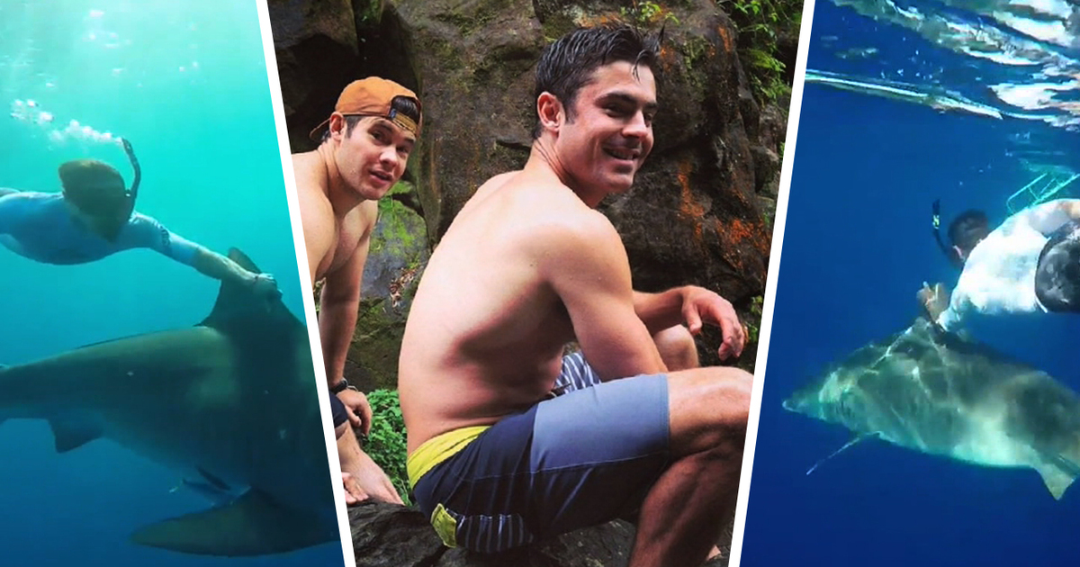 Zac Efron -- Shark Rodeo! This Doesn't End Well ... Usually  (TMZ TV)
