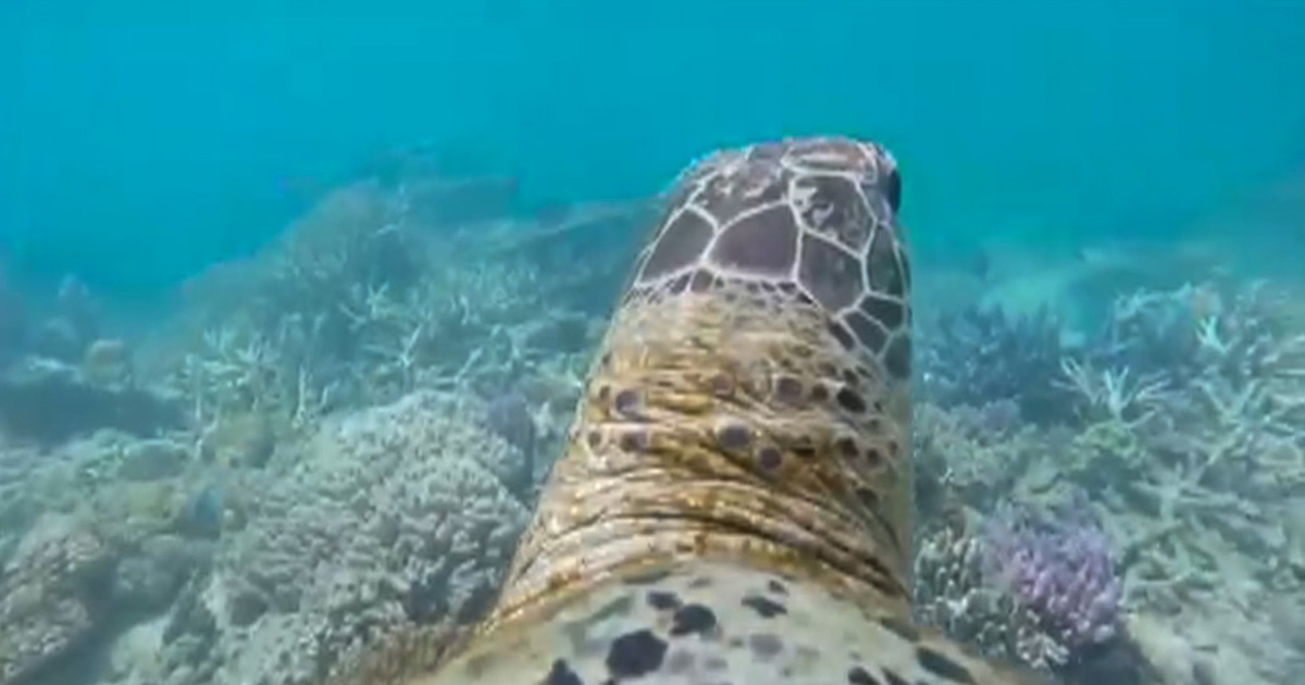 Amazing Video of the Reef from A Sea Turtle's View!!