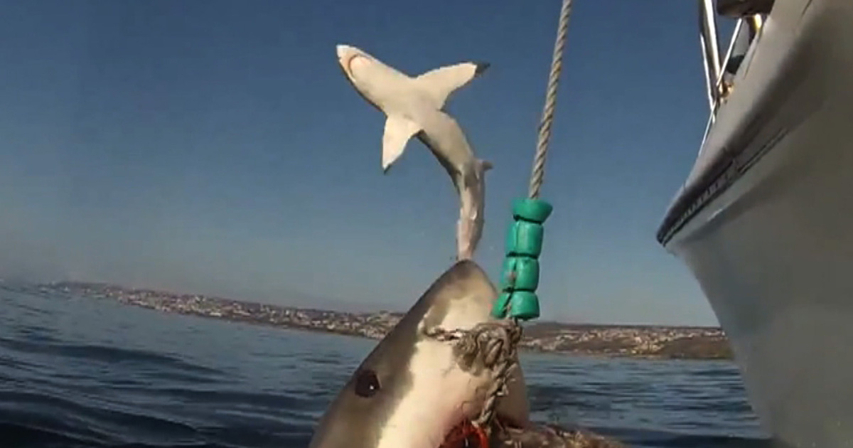 Frightening Video -- Great White Shark Tries To Jump On Boat