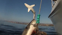 Frightening Video -- Great White Shark Tries To Jump On Boat