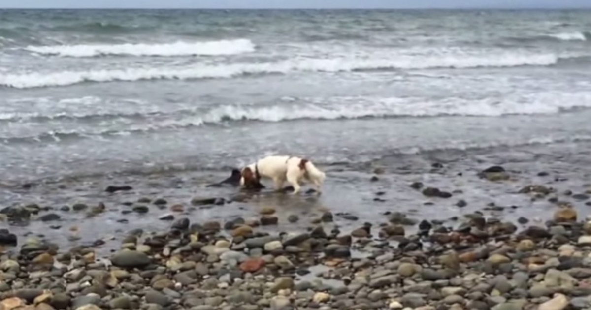 Adorable Video -- My Dog Saved Baby Dolphin ... Man Says (video)