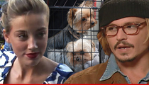 Amber Heard -- Charged With Dog Smuggling in Australia