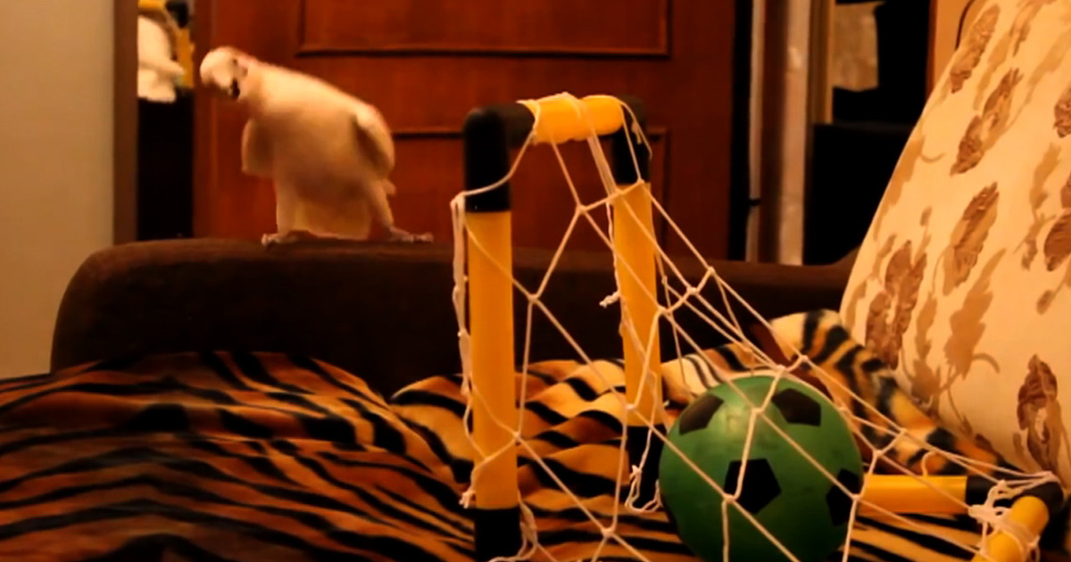 Cockatoo Soccer Dance -- I Make a Goal, I Bust a Move!