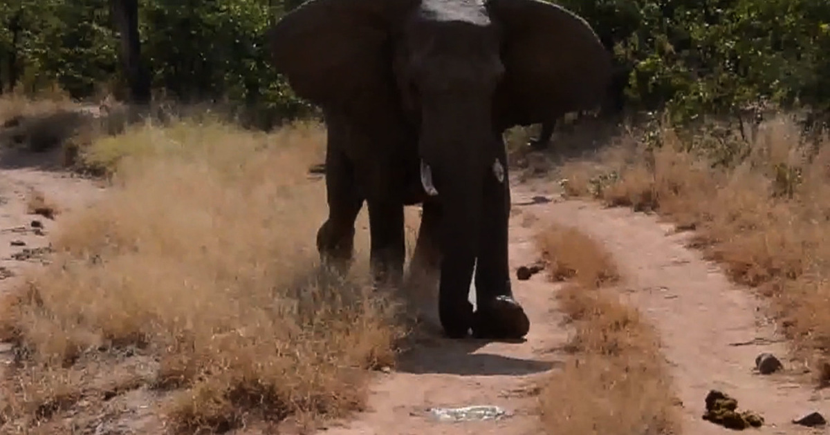 Elephant Charges Teens on Safari