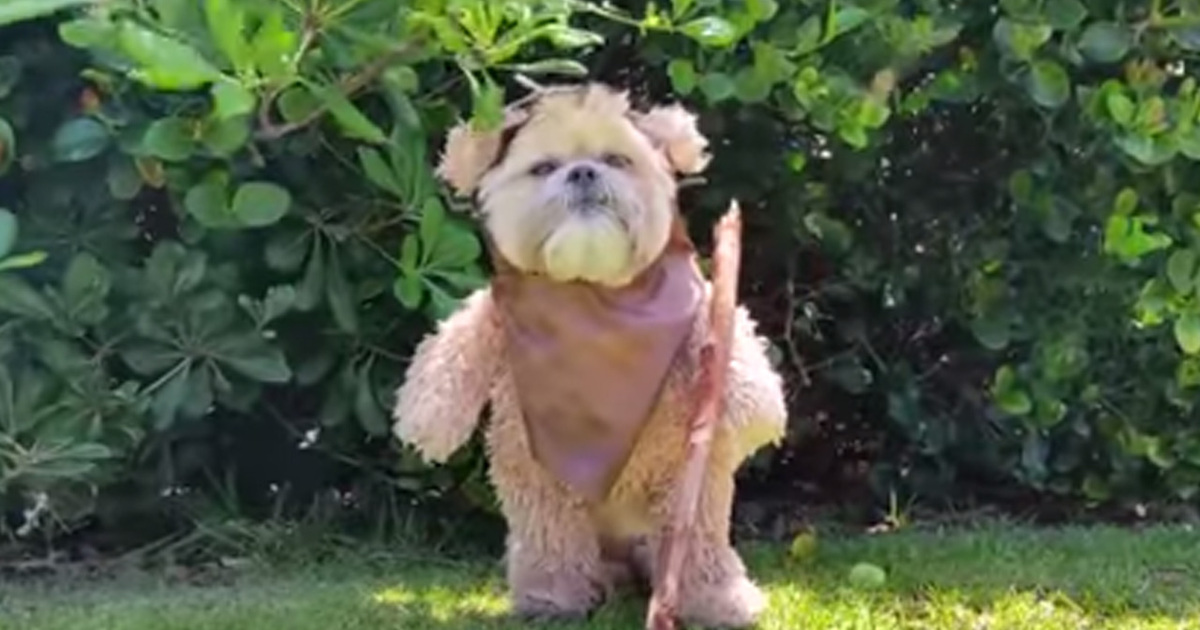 'Star Wars' Dog -- Ewok the Walk (VIDEO)