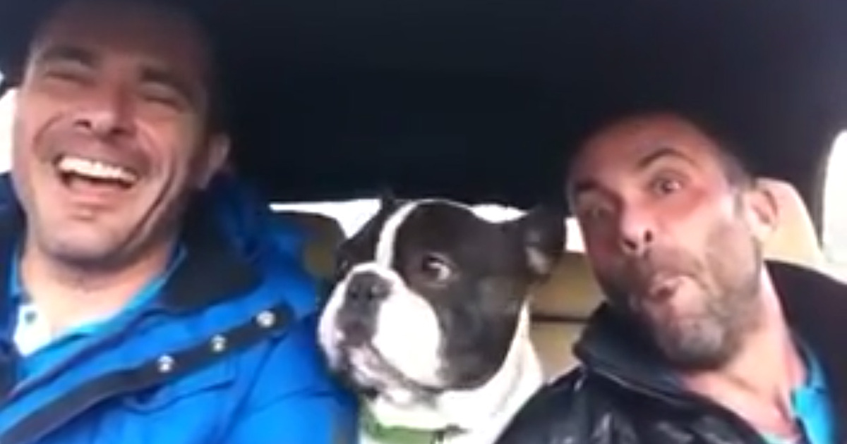 Singing Dog -- French Bulldog Belts out 'You Raise Me Up' (VIDEO)