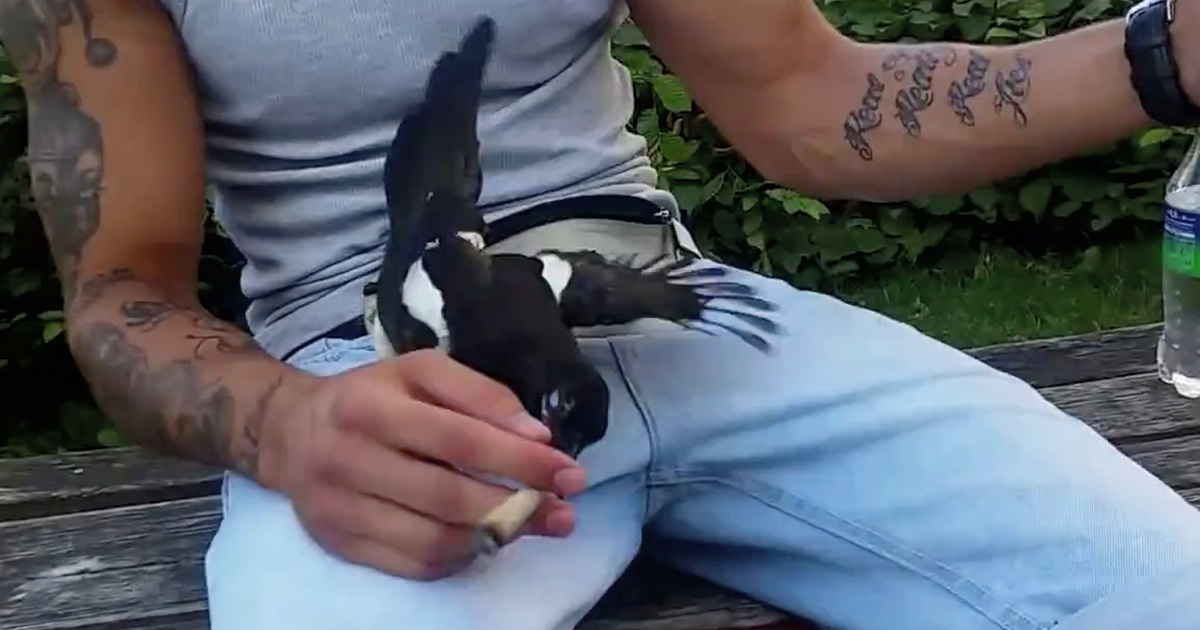 High Flying Bird -- Steals Joint ... From Guy's Hand