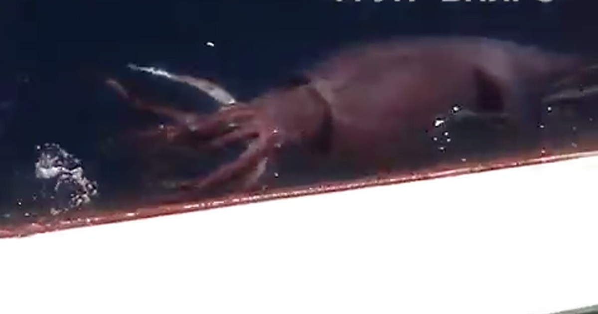 Sea Monster -- Giant Squid Attacks The Side Of Ship