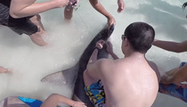 Dangerous Beach Rescue -- Sunbathers Jump In Water To Save Shark