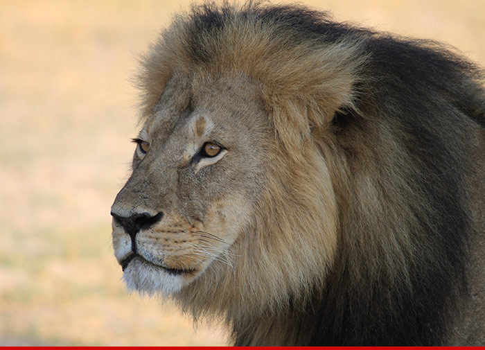 Cecil the Lion -- Bones Will Become a Memorial