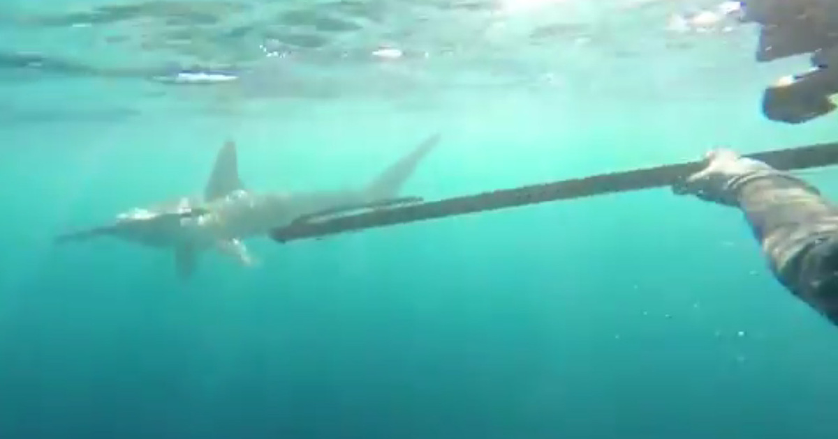 Intense Underwater Attack --  Divers Fend Off Shark With A Speargun