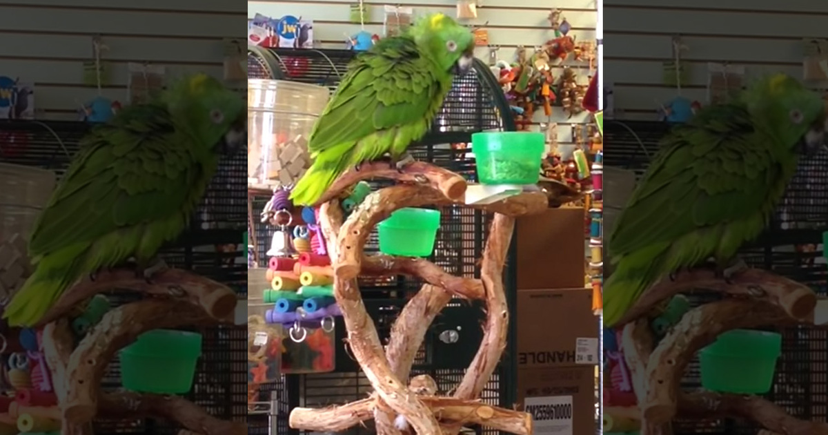 Singing Parrot -- EVERYTHING IS AWESOME